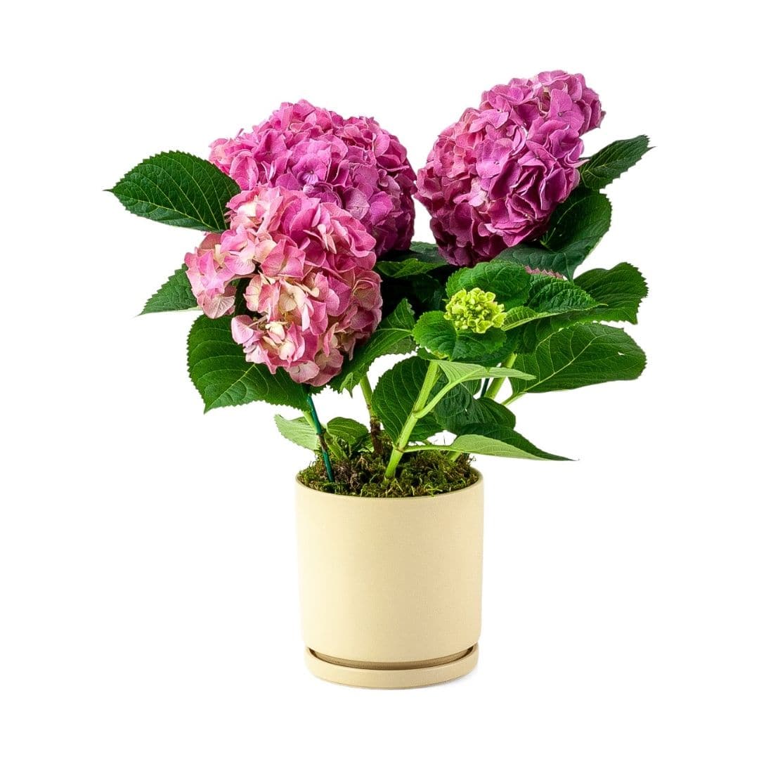 Blooming Hydrangea Planting - Green Fresh Florals + Plants