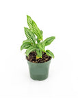 Calathea Vittata - Green Fresh Florals + Plants