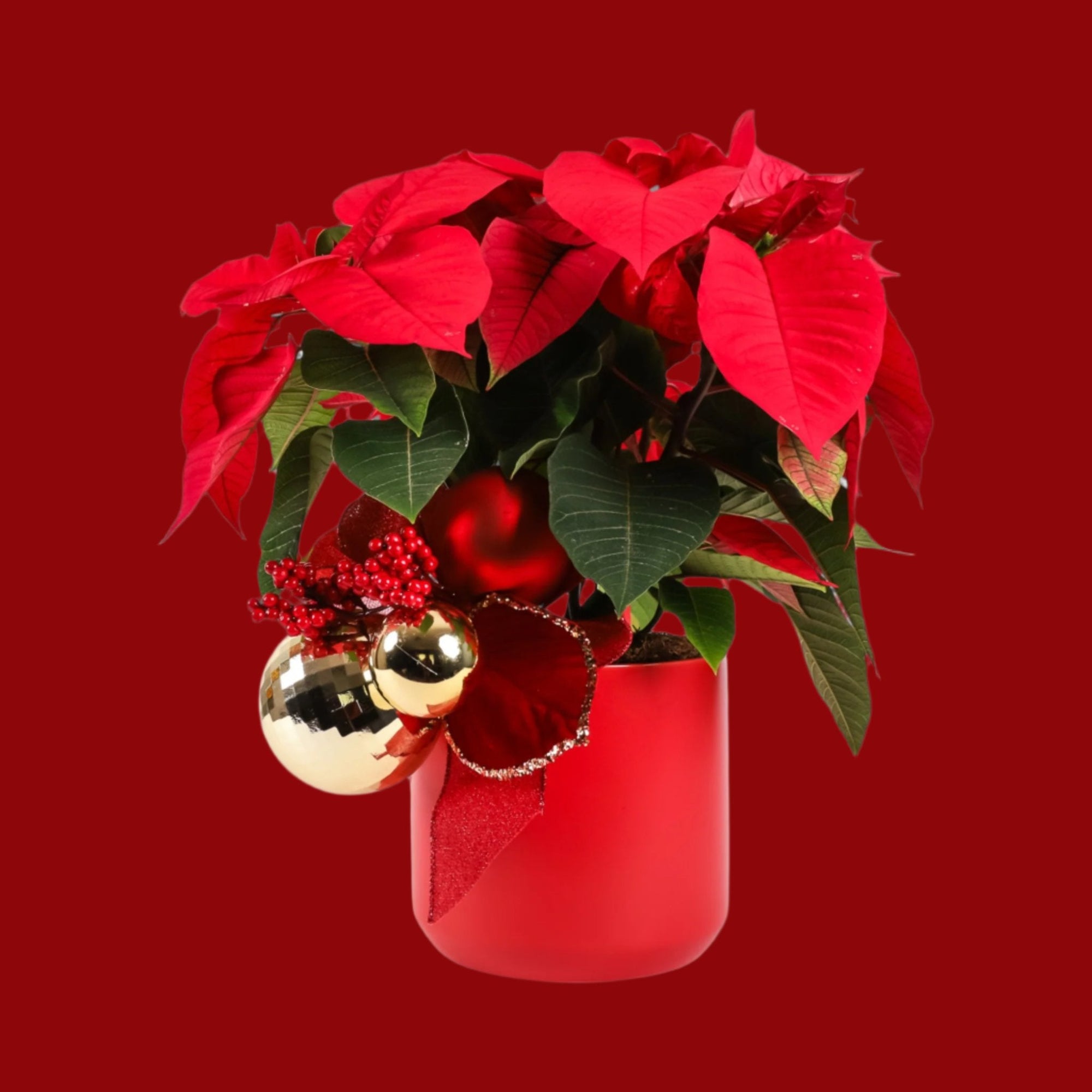 Classic Holiday Poinsettia Planting - Green Fresh Florals + Plants