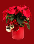 Classic Holiday Poinsettia Planting - Green Fresh Florals + Plants