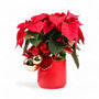 Classic Holiday Poinsettia Planting - Green Fresh Florals + Plants