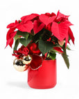 Classic Holiday Poinsettia Planting - Green Fresh Florals + Plants