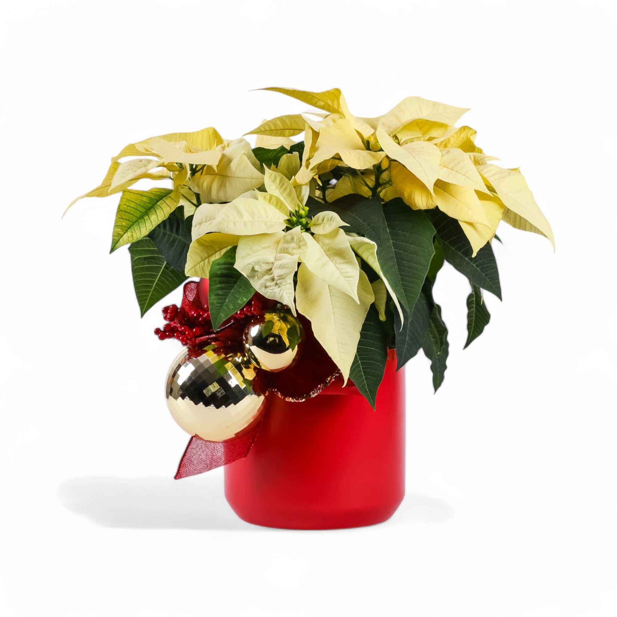 Classic Holiday Poinsettia Planting - Green Fresh Florals + Plants