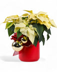 Classic Holiday Poinsettia Planting - Green Fresh Florals + Plants