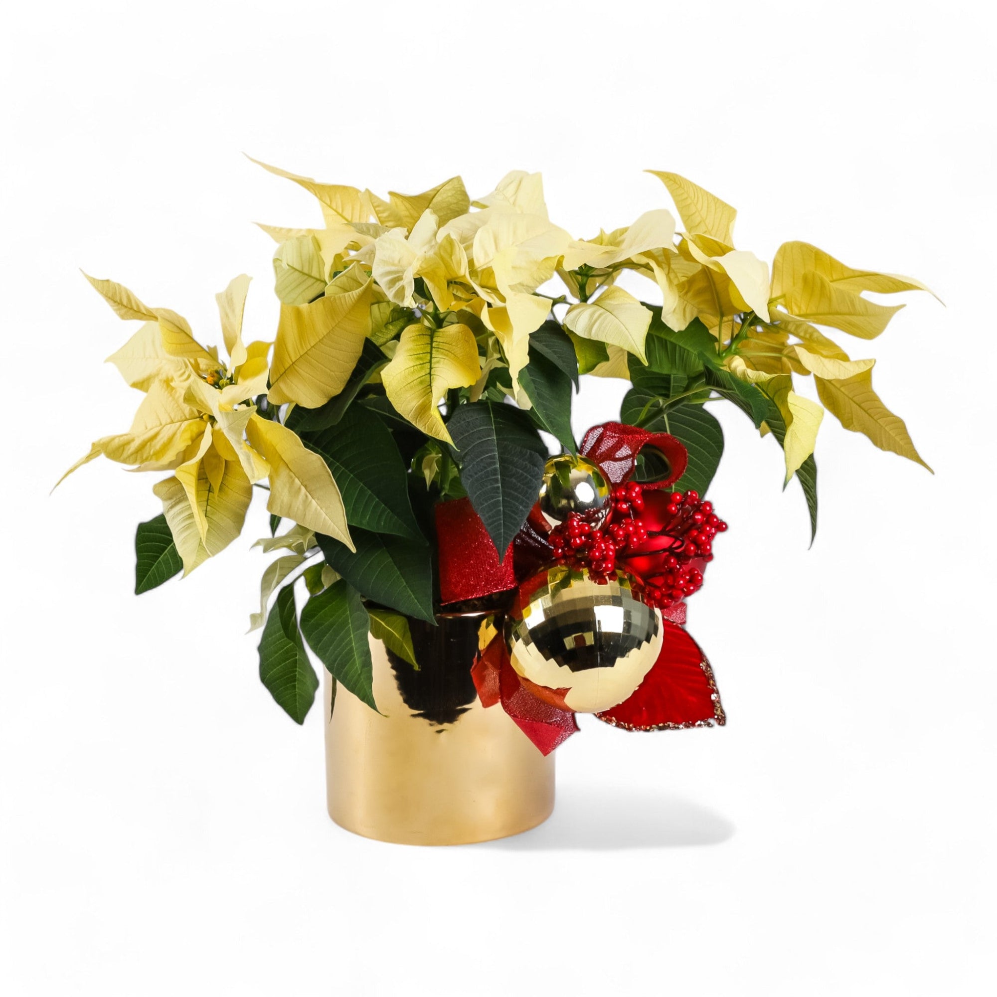 Classic Holiday Poinsettia Planting - Green Fresh Florals + Plants