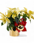 Classic Holiday Poinsettia Planting - Green Fresh Florals + Plants