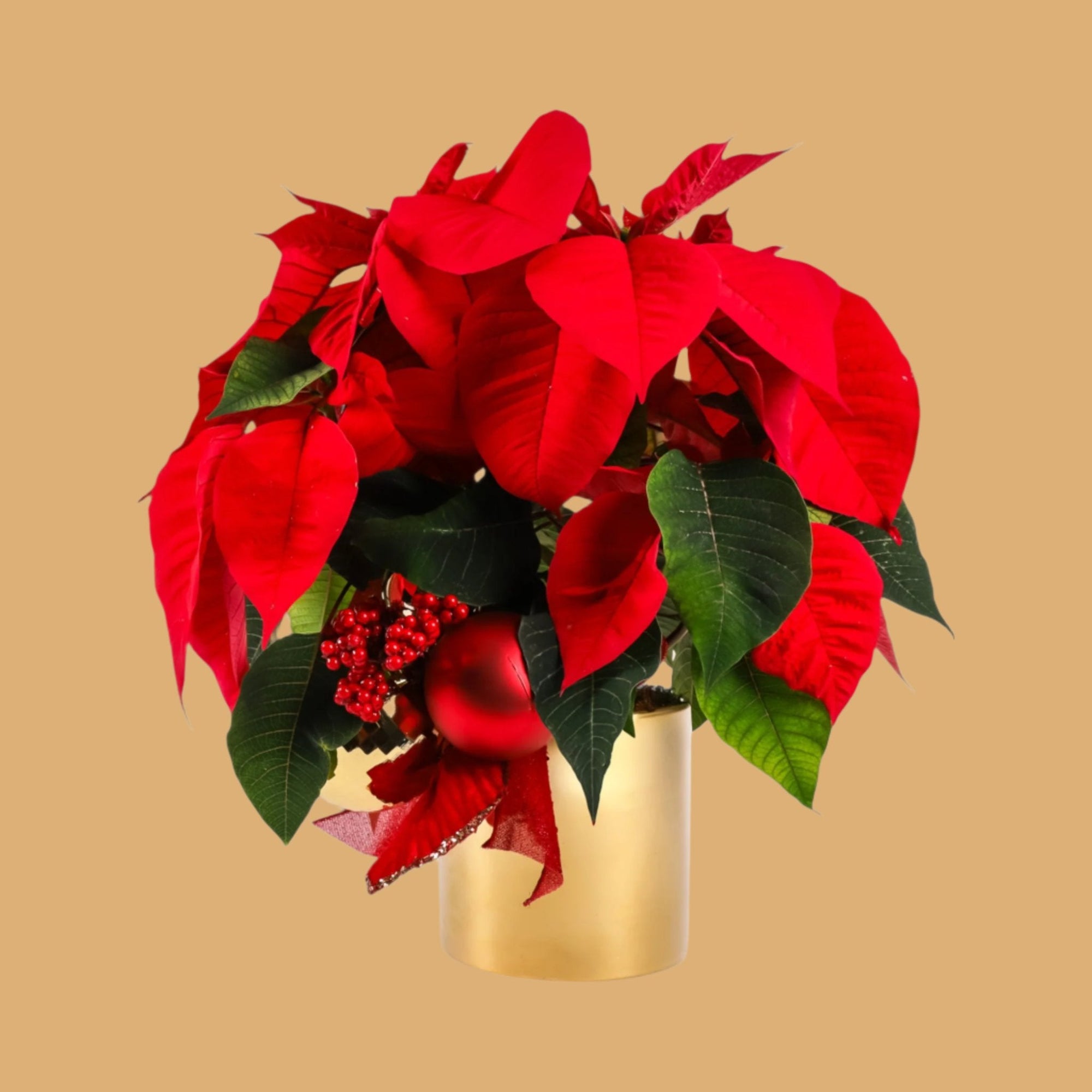 Classic Holiday Poinsettia Planting - Green Fresh Florals + Plants