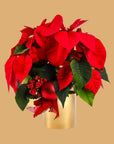 Classic Holiday Poinsettia Planting - Green Fresh Florals + Plants