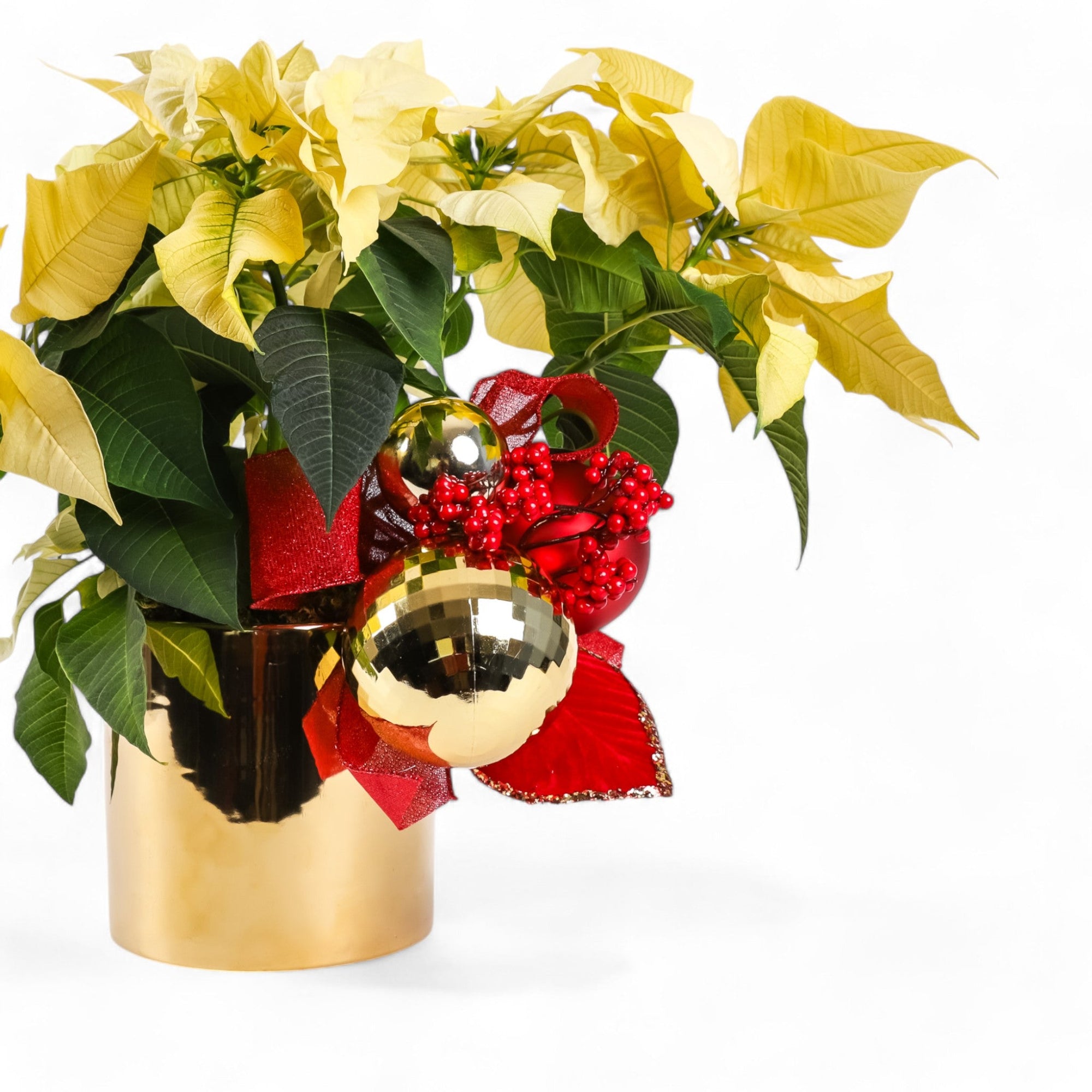 Classic Holiday Poinsettia Planting - Green Fresh Florals + Plants