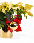 Classic Holiday Poinsettia Planting - Green Fresh Florals + Plants