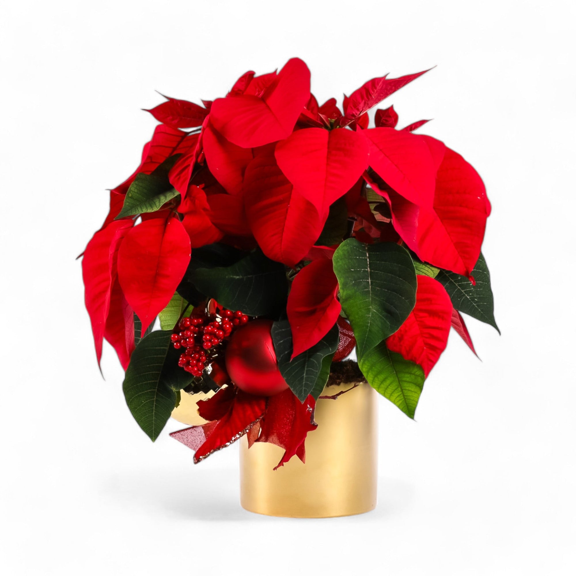 Classic Holiday Poinsettia Planting - Green Fresh Florals + Plants