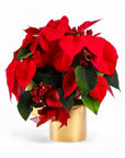 Classic Holiday Poinsettia Planting - Green Fresh Florals + Plants