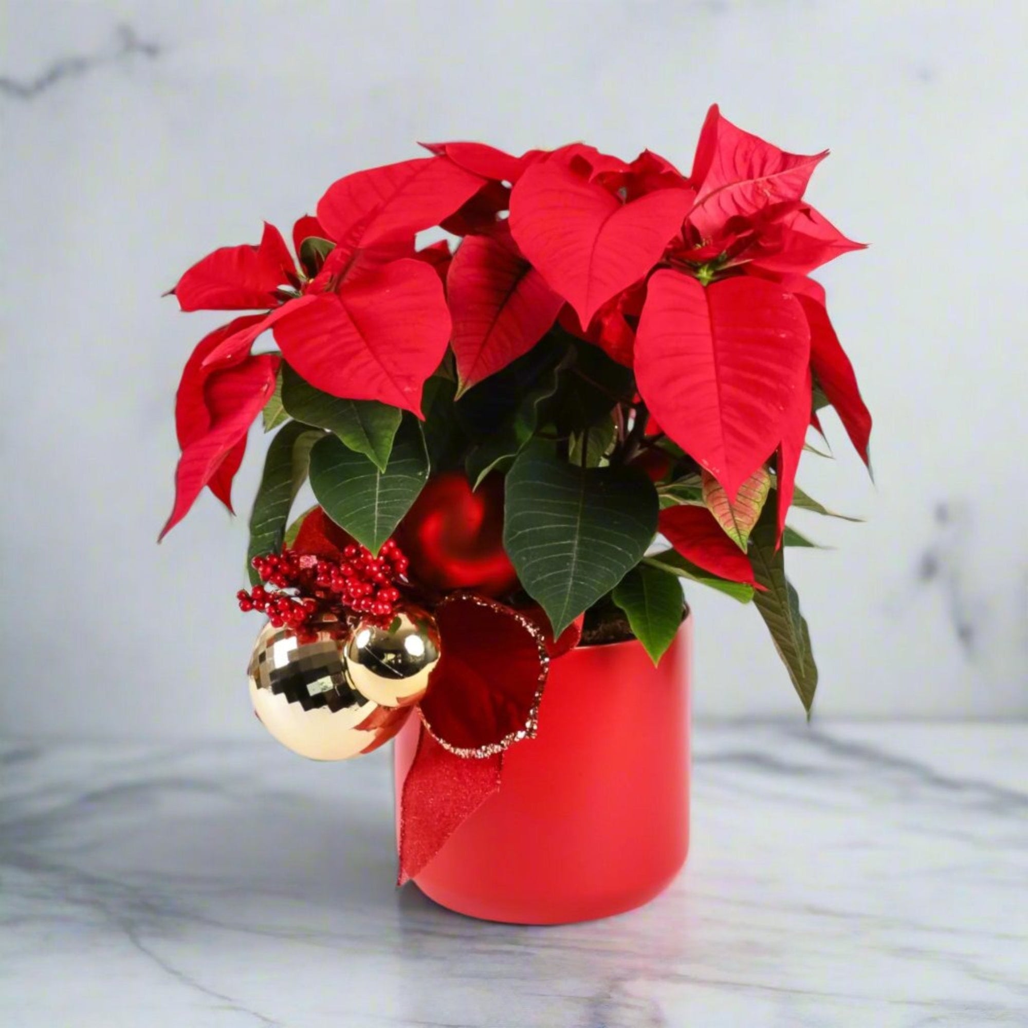 Classic Holiday Poinsettia Planting - Green Fresh Florals + Plants