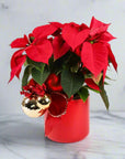 Classic Holiday Poinsettia Planting - Green Fresh Florals + Plants