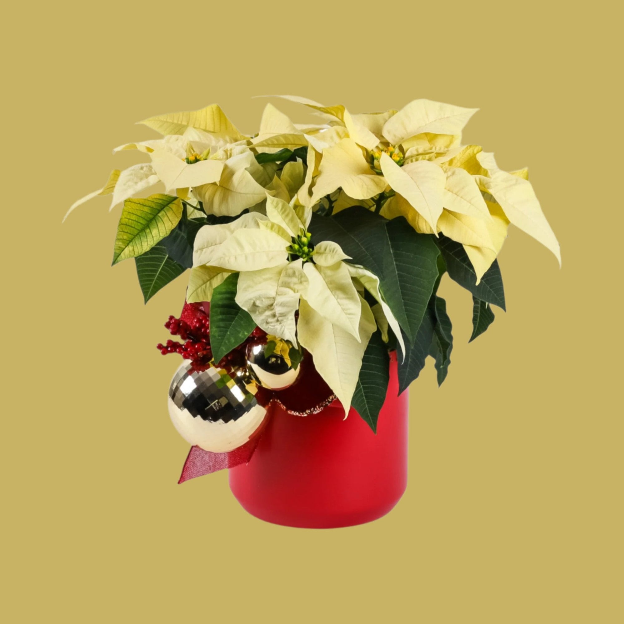 Classic Holiday Poinsettia Planting - Green Fresh Florals + Plants