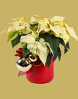 Classic Holiday Poinsettia Planting - Green Fresh Florals + Plants