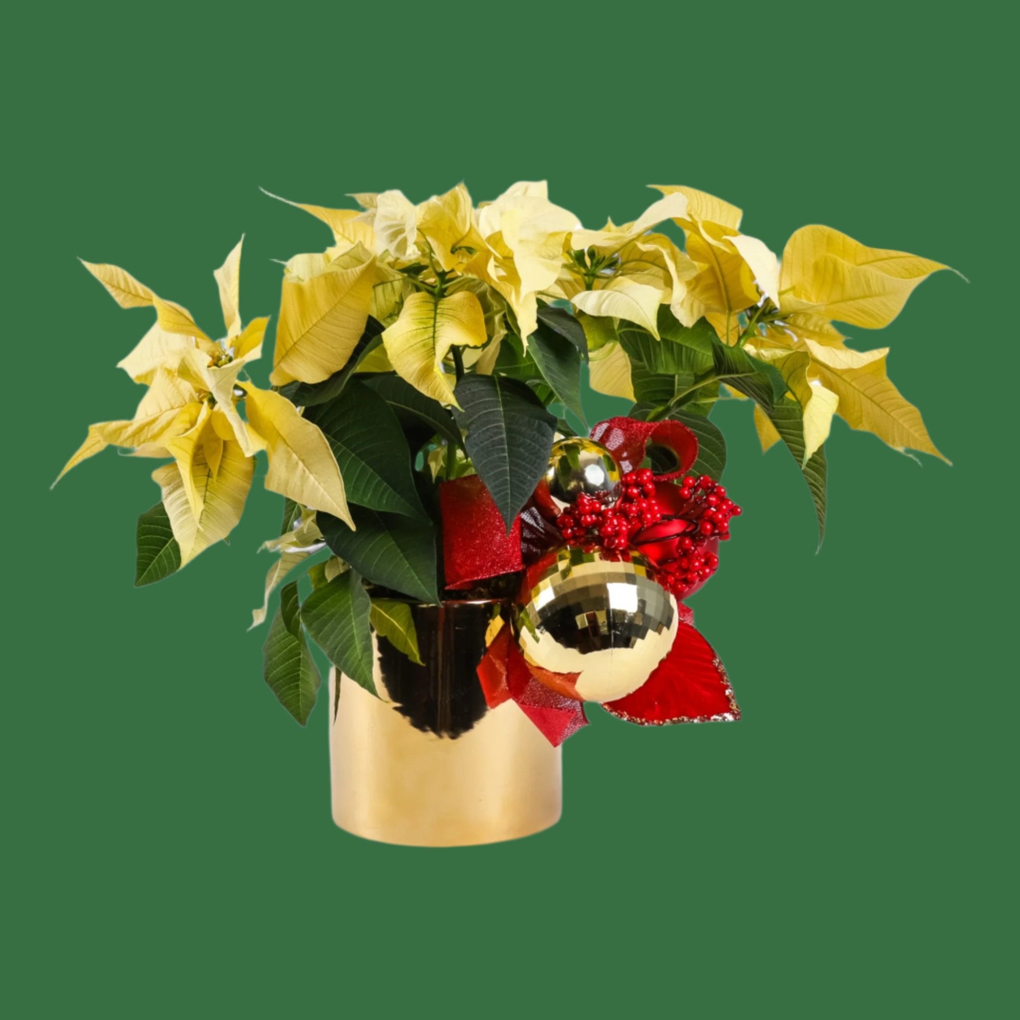 Classic Holiday Poinsettia Planting - Green Fresh Florals + Plants