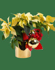 Classic Holiday Poinsettia Planting - Green Fresh Florals + Plants