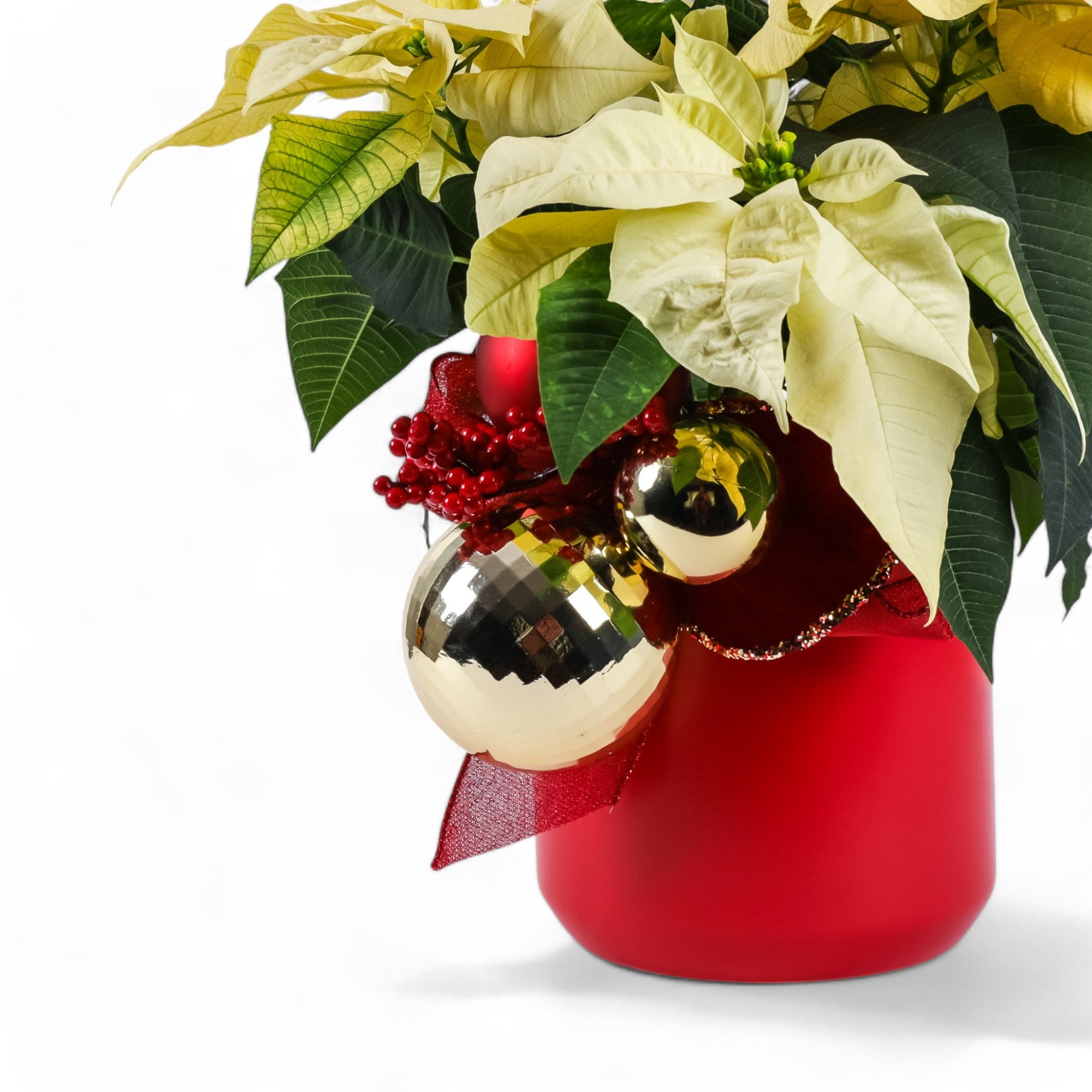 Classic Holiday Poinsettia Planting - Green Fresh Florals + Plants