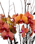 Deluxe Autumn Orchid Planting - Green Fresh Florals + Plants