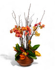 Deluxe Autumn Orchid Planting - Green Fresh Florals + Plants