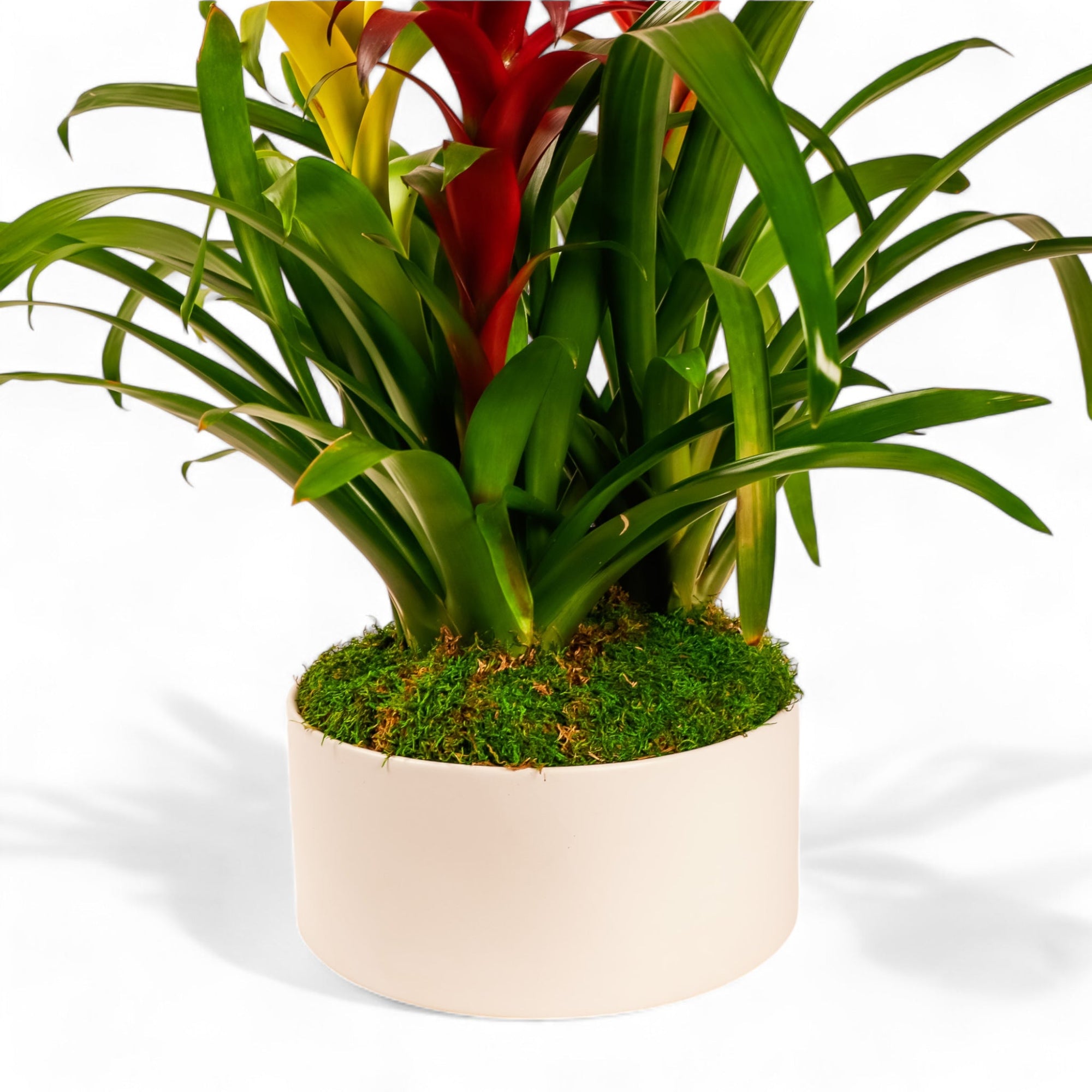 Deluxe Bromeliad Planting - Green Fresh Florals + Plants