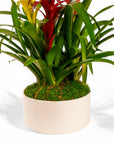 Deluxe Bromeliad Planting - Green Fresh Florals + Plants