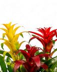 Deluxe Bromeliad Planting - Green Fresh Florals + Plants