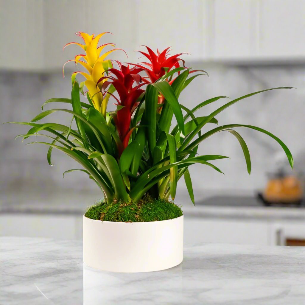 Deluxe Bromeliad Planting - Green Fresh Florals + Plants