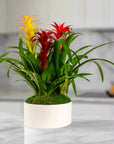 Deluxe Bromeliad Planting - Green Fresh Florals + Plants