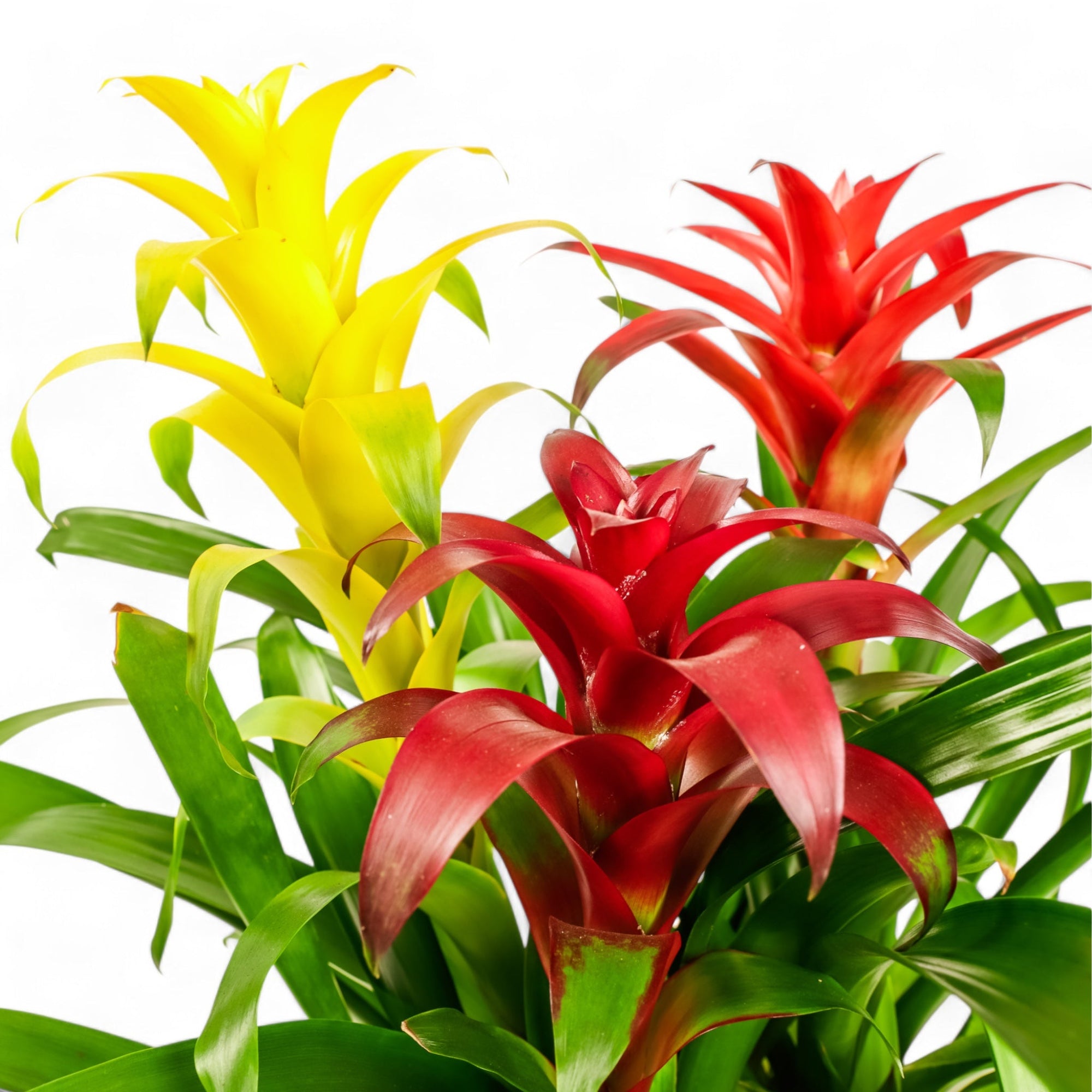 Deluxe Bromeliad Planting - Green Fresh Florals + Plants