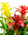 Deluxe Bromeliad Planting - Green Fresh Florals + Plants