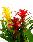 Deluxe Bromeliad Planting - Green Fresh Florals + Plants