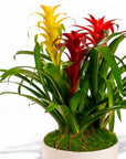 Deluxe Bromeliad Planting - Green Fresh Florals + Plants