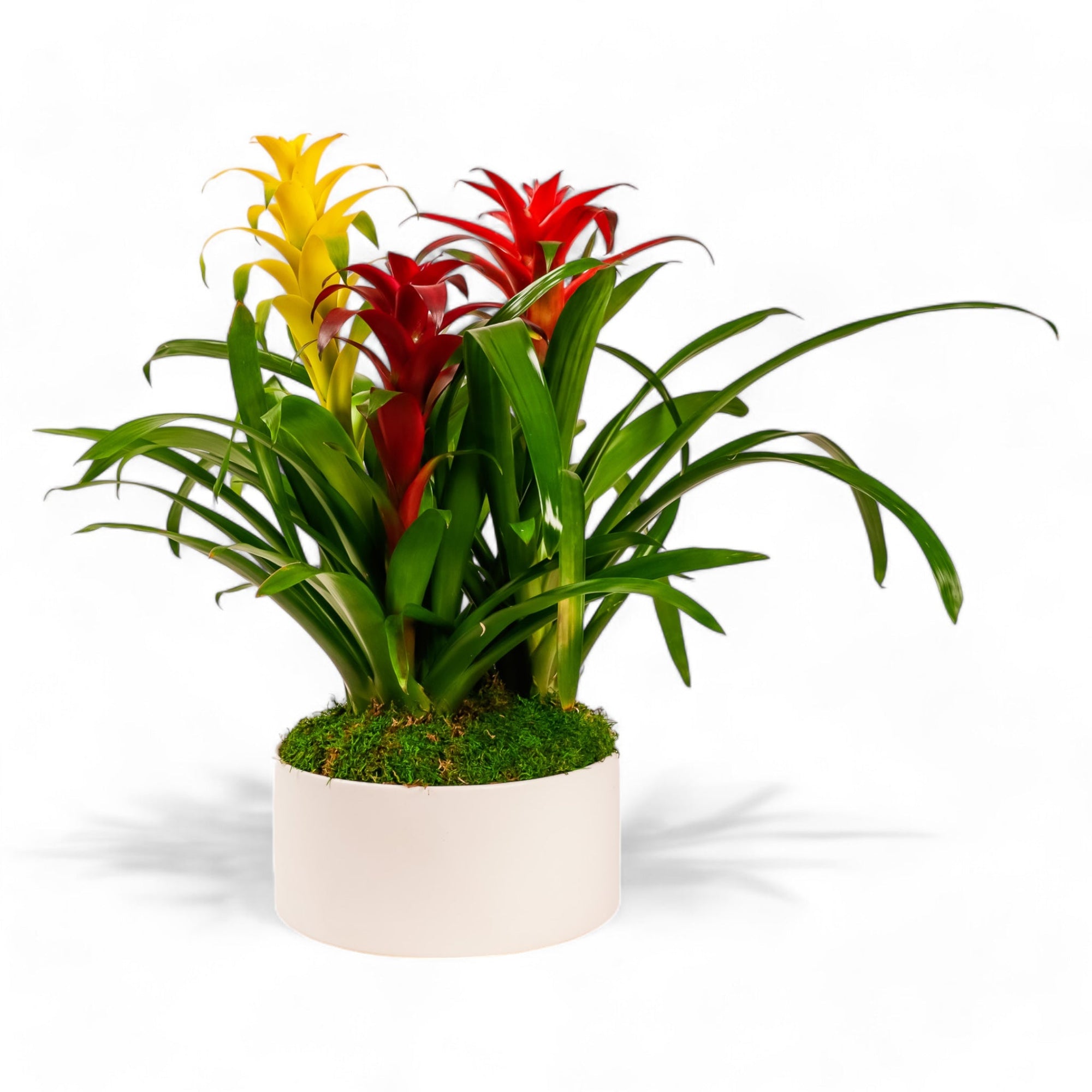 Deluxe Bromeliad Planting - Green Fresh Florals + Plants