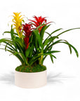 Deluxe Bromeliad Planting - Green Fresh Florals + Plants