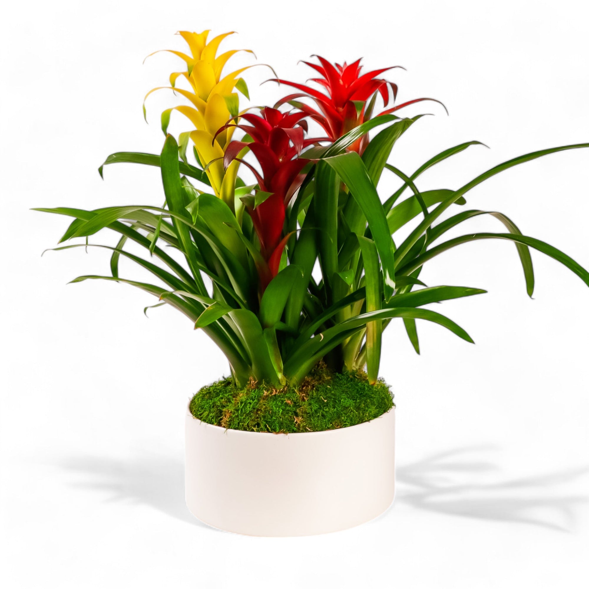 Deluxe Bromeliad Planting - Green Fresh Florals + Plants