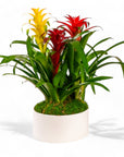 Deluxe Bromeliad Planting - Green Fresh Florals + Plants