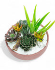 Dusty Rose Crystal Succulent Garden - Green Fresh Florals + Plants