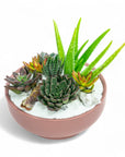 Dusty Rose Crystal Succulent Garden - Green Fresh Florals + Plants