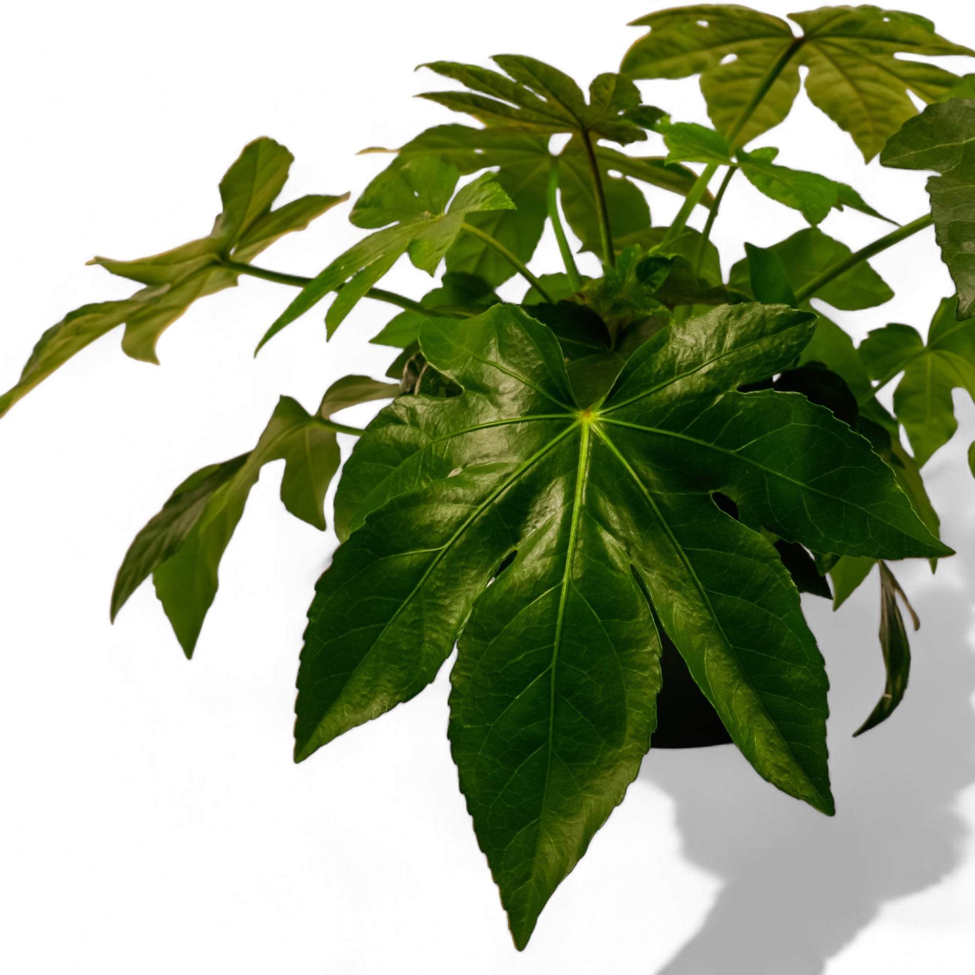 Fatsia Paper Plant - Green Fresh Florals + Plants