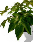 Fatsia Paper Plant - Green Fresh Florals + Plants