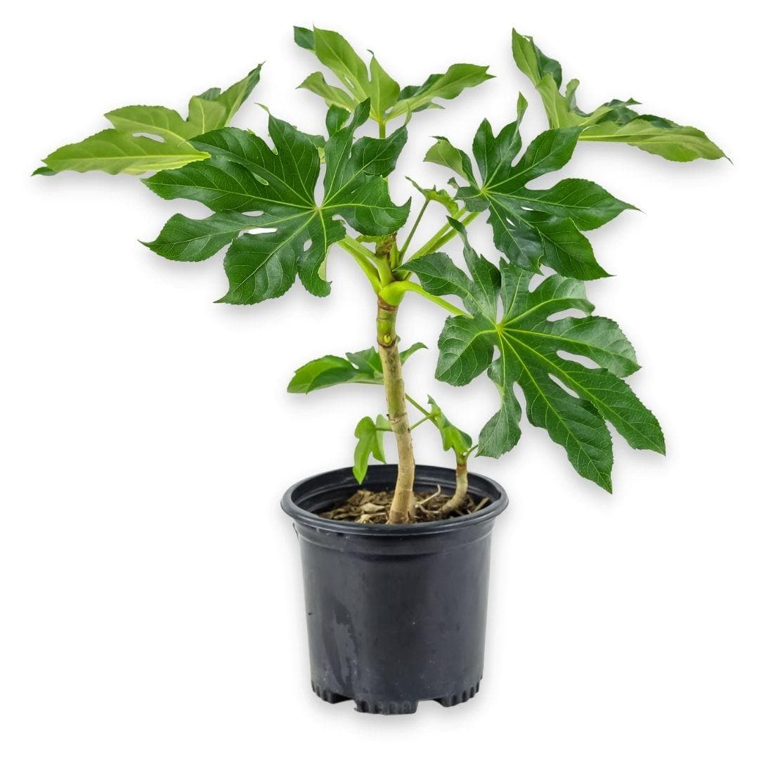 Fatsia Paper Plant - Green Fresh Florals + Plants