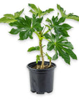 Fatsia Paper Plant - Green Fresh Florals + Plants