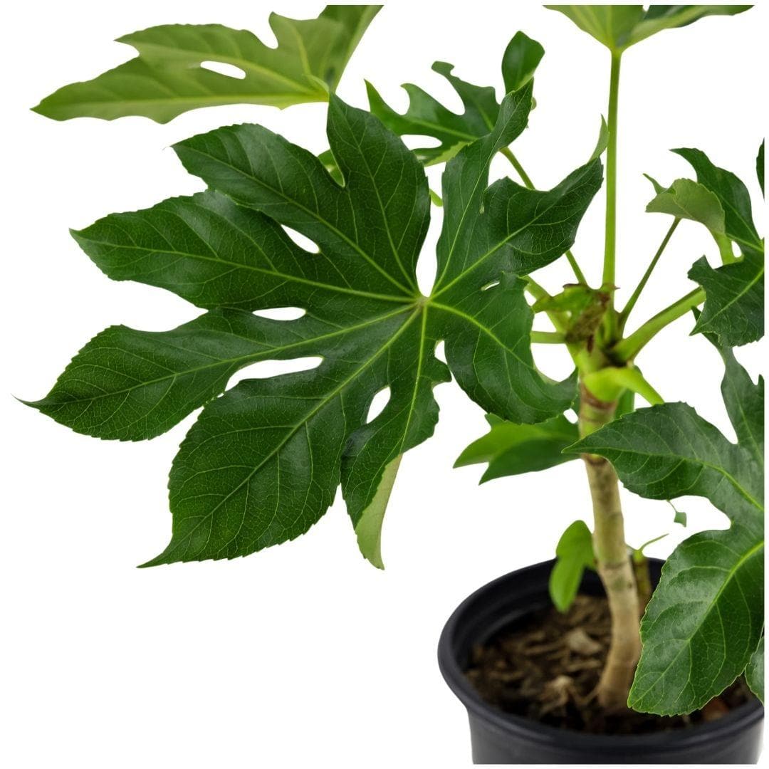 Fatsia Paper Plant - Green Fresh Florals + Plants