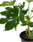 Fatsia Paper Plant - Green Fresh Florals + Plants