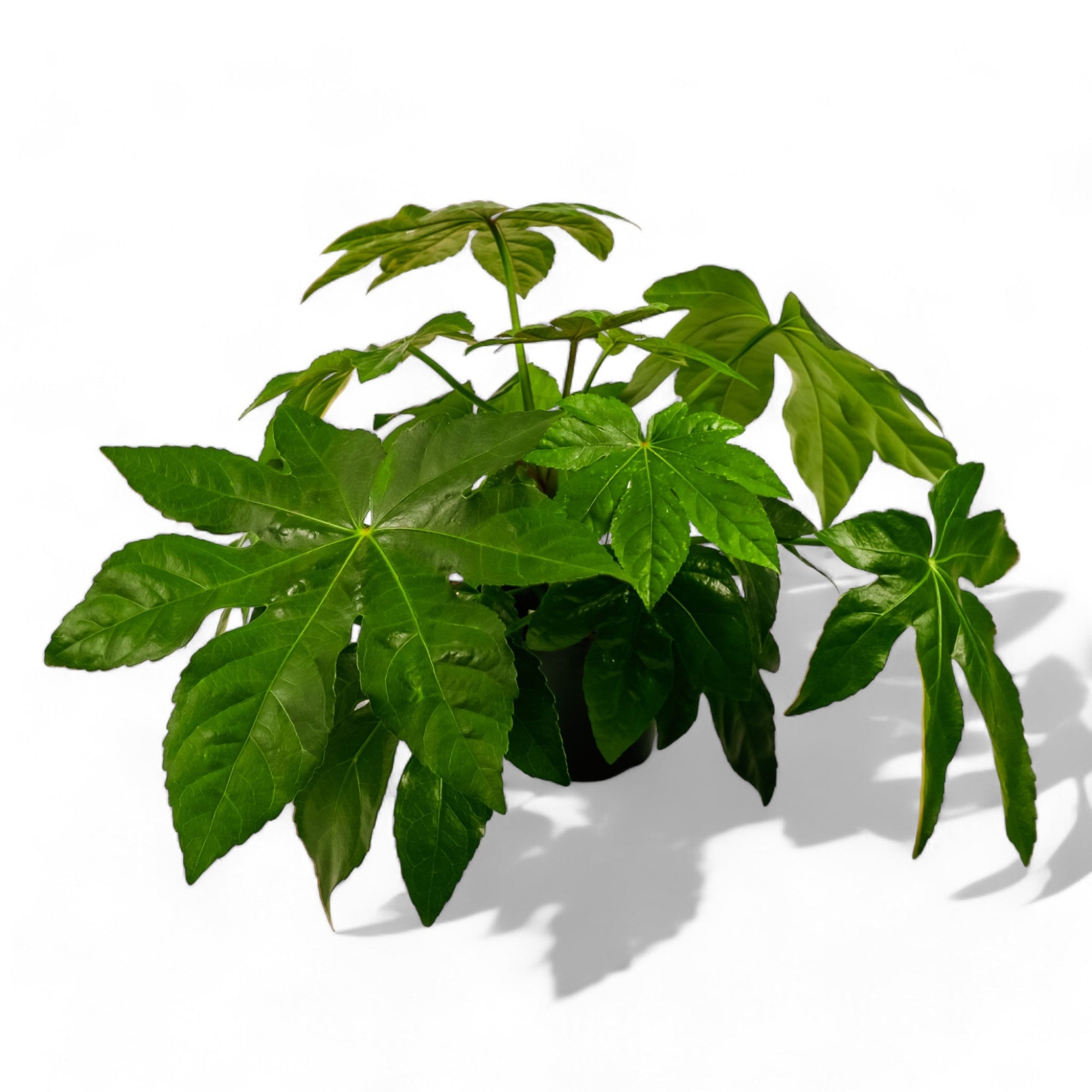 Fatsia Paper Plant - Green Fresh Florals + Plants