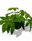 Fatsia Paper Plant - Green Fresh Florals + Plants