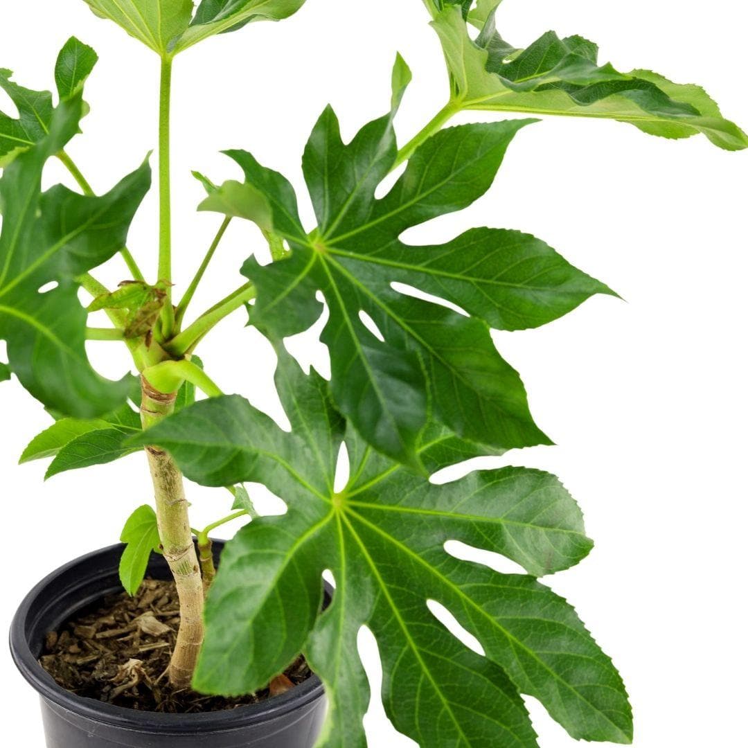 Fatsia Paper Plant - Green Fresh Florals + Plants