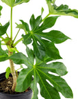 Fatsia Paper Plant - Green Fresh Florals + Plants